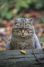 Close up of European wild cat (Felis silvestris silvestris) sitting in forest