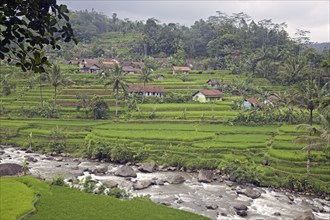 Indonesian rural village and rice paddy fields in the rainy season, Garut Regency, West Java,