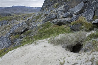 Arctic Fox (Alopex lagopus) den on the tundra, West-Greenland, Greenland, North America