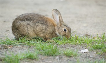 European rabbit (Oryctolagus cuniculus) crouching on barren sandy ground and nibbling on blades of