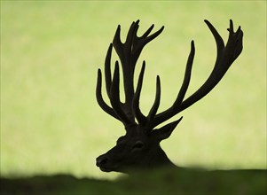 Red deer (Cervus elaphus) lying in a meadow, antlers and head, captive, Bavaria, Germany, Europe