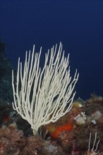 White gorgonian (Eunicella singularis) in the Mediterranean Sea near Hyères. Dive site Giens