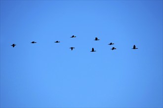 Cormorants in flight, Germany, Europe