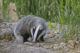 Young European badger (Meles meles) juvenile sniffing the earth for earthworms and insects in