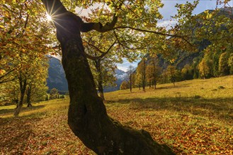 Engtal, Großer Ahornboden, Karwendel Mountains, Kalkalpen, Austria, Autumn-coloured sycamore maple