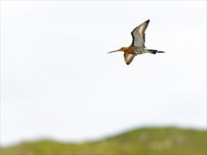 Black-tailed godwit (Limosa limosa) in flight, Texel Island, Netherlands