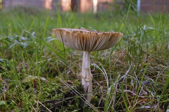 Giant umbrella mushroom in a meadow, parasol mushroom (Macrolepiota procera), mushroom, close-up,