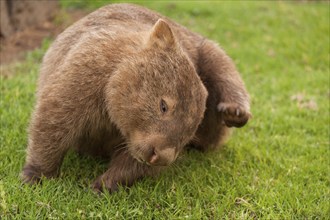 A common wombat (Vombatus ursinus) scratches its head. Kangaroo Valley, Australia (NSW)