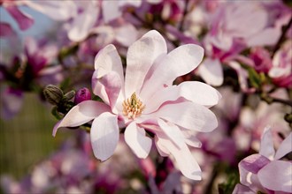 Magnolia blossom