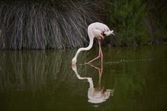 Greater Flamingo (Phoenicopterus roseus) walking in the water, Parc Naturel Regional de Camargue,