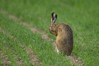 European brown hare (Lepus europaeus) adult animal in a farmland cereal crop, Suffolk, England,