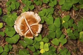 Cap of the Ackerling mushroom (Agrocybe), Valais, Switzerland, Europe