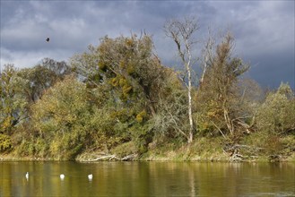 Autumn in the floodplain, foliage colouring of the trees along the river Mulde near Dessau-Roßlau,