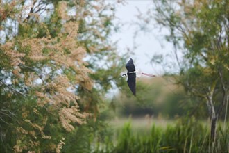 Black-winged stilt (Himantopus himantopus), flying, Camargue, France, Europe