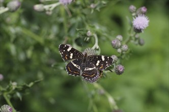 Map butterfly (Araschnia levana), butterfly, 2nd generation, open wings, thistle, The land carder