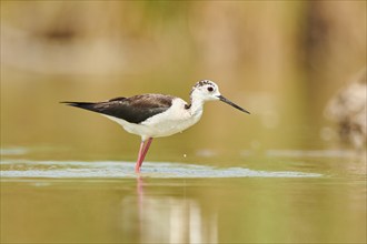 Black-winged stilt (Himantopus himantopus) walking in the water, Camargue, France, Europe