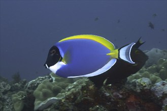 Powder blue tang (Acanthurus leucosternon), dive site Sodwana Bay National Park, Maputaland Marine