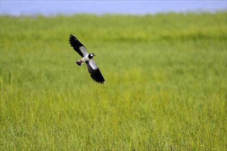 Northern lapwing (Vanellus vanellus), in flight, over a wet meadow, Dümmer, Lower Saxony, Germany,