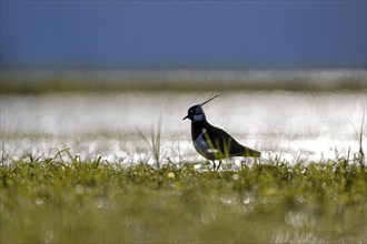 Northern lapwing (Vanellus vanellus), in a wet meadow, backlit, Dümmer, Lower Saxony, Germany,