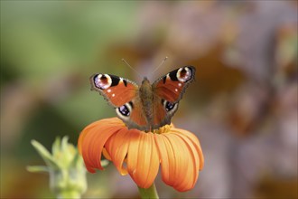 Peacock butterfly (Aglais io) adult feeding on a garden Mexican sunflower (Tithonia spp) flower,