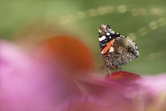 Red admiral (Vanessa atalanta) butterfly adult feeding on a garden Coneflower (Echinacea purpurea)