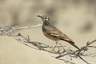 Greater hoopoe-lark (Alaemon alaudipes boavistae) native to desert and semi-desert regions of the