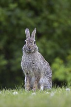 European rabbit (Oryctolagus cuniculus), common rabbit sitting in field at forest edge