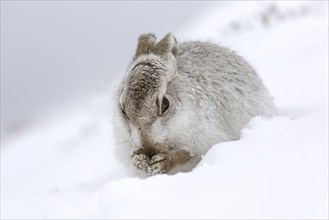 Mountain hare (Lepus timidus), Alpine hare, snow hare in white winter pelage grooming fur