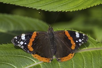 Red Admiral (Vanessa atalanta) butterfly on leaf