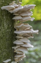 Indian oyster, Italian oyster (Pleurotus pulmonarius), phoenix mushrooms, lung oyster fungi on