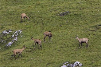 Chamois (Rupicapra rupicapra) herd foraging on mountain meadow, Alpine pasture in summer in the