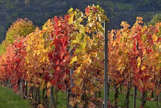 Vines, autumnal vine leaves in the evening sun, Moselle, Rhineland-Palatinate, Germany, Europe