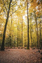 Forest with bench in autumn, Sommerberg, Bad Wildbad, Black Forest, Germany, Europe