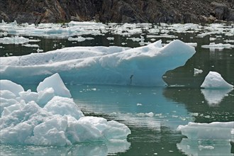 Icebergs in Tracy Arm Fiord, Inside Passage, Alaska, USA, North America