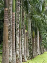 Avenue with royal palms, Kandy Botanical Gardens, Sri Lanka, Asia