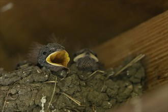 Barn swallow (Hirundo rustica) juvenile baby bird calling for food in a nest, Norfolk, England,