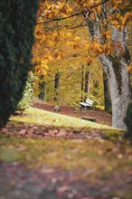 White bench in the sea of leaves in the spa gardens in autumn, Bad Wildbad, Black Forest, Germany,