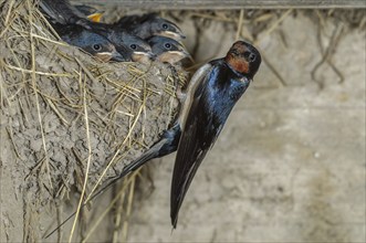 Barn swallow (Hirundo rustica) bringing food to its chicks in the nest on a farm. Bas-Rhin,