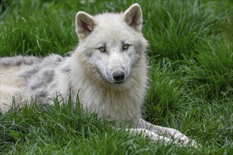 Arctic wolf (Canis lupus arctos), animal portrait, lying, Parc Animalier de Sainte-Croix, Natural