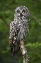 Great grey owl (Strix nebulosa), Parc Animalier de Sainte-Croix, Natural Park, near Rhodes,