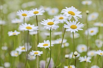 Meadow with marguerites (Leucanthemum), inflorescences, Stillachtal near Oberstdorf, Allgäu Alps,