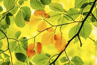 Leaves of Alder in autumn colors, Parke National Trust, Devon, England, United Kingdom, Europe