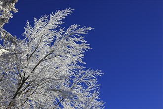 Winter landscape in the Fichtelgebirge, Bayreuth district, Upper Franconia, Bavaria, Germany,