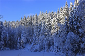 Winter landscape in the Fichtelgebirge, Bayreuth district, Upper Franconia, Bavaria, Germany,