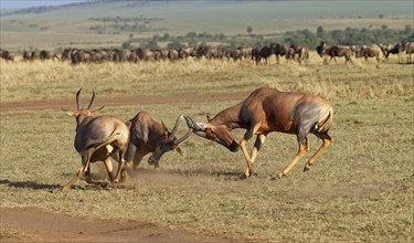 Battle of three Topi lechwe bulls, Maasai Mara Game Reserve, Kenya, Africa