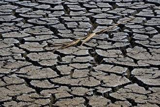 Heavily desiccated soil of Lake Neusiedl, Lake Neusiedl-Seewinkel National Park, Illmitz,