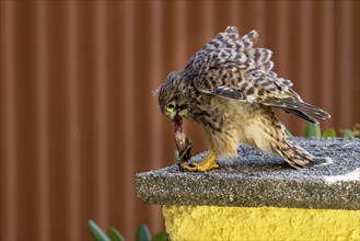 Common kestrel (Falco tinnunculus), young bird just becoming airworthy sits on a wall and eats a