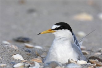 Little Tern (Sternula albifrons), adult bird on the clutch, breeding, Lower Saxon Wadden Sea