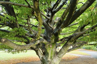 Plane tree (Platanus) in Altona Park, Hamburg, Land Hamburg, Germany, Europe