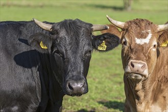 Black cow and a piebald cattle on the pasture, Franconia, Bavaria, Germany, Europe